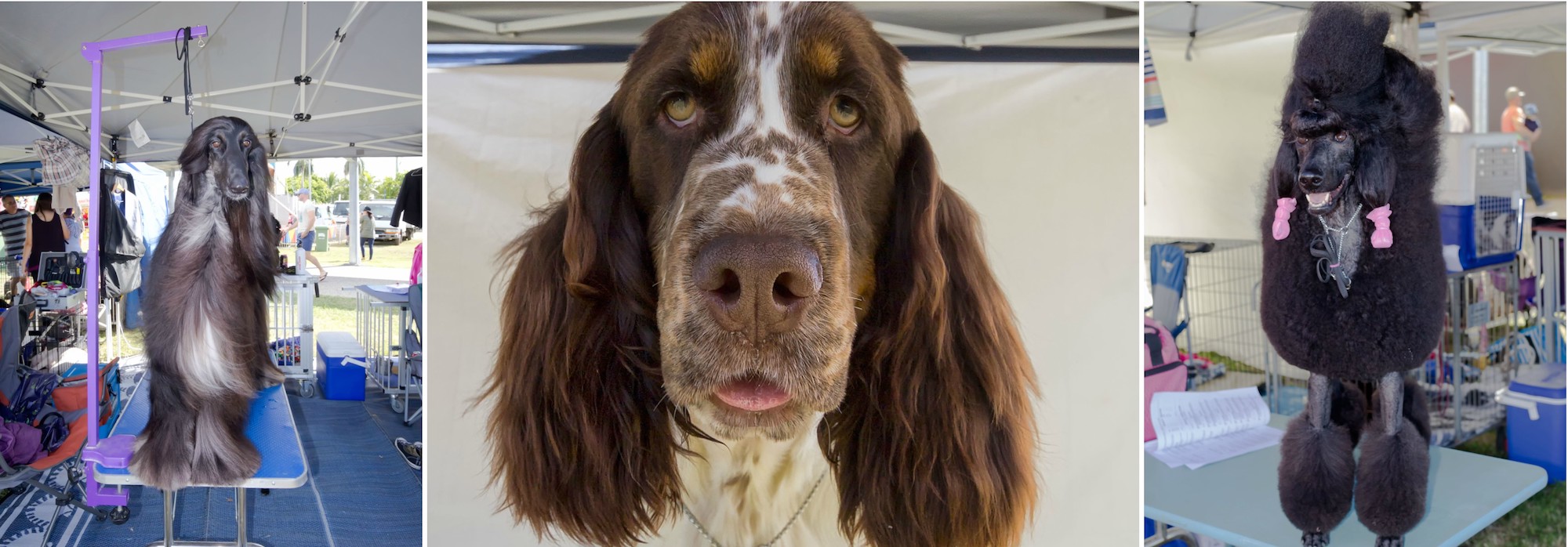 cute dog with copy space cute dog with copy space